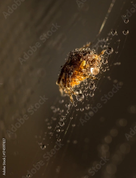 Obraz spider in dew