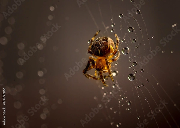 Obraz spider in dew