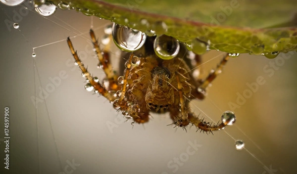 Obraz spider in dew