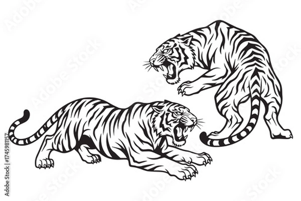 Fototapeta Fierce illustration of two tigers in a confrontational pose, showcasing their stripes and roaring mouths, isolated on transparent background