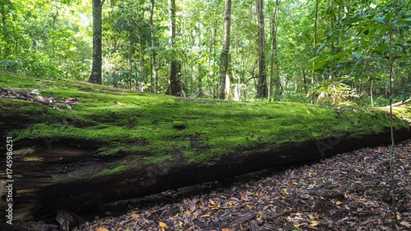 Obraz Nature’s Rebirth — Moss Thrives on Fallen Tree