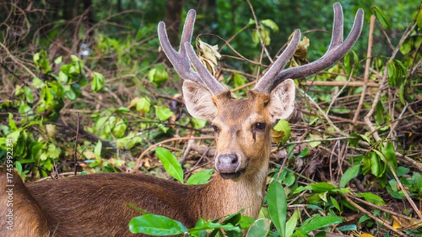 Obraz Grace of the Wild — Deer in Natural Harmony