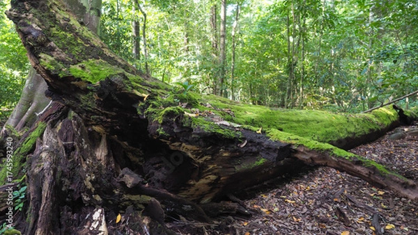 Obraz Nature’s Rebirth — Moss Thrives on Fallen Tree