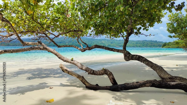 Obraz Tranquil beach paradise with turquoise waves and leaning coastal trees