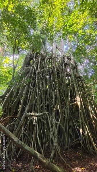 Obraz Majestic strangler fig tree with tangled roots in tropical rainforest. a giant strangler fig (banyan) tree with an intricate web of aerial roots