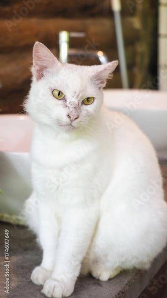 Obraz Elegant white cat with intense green eyes sits indoors on a rustic counter
