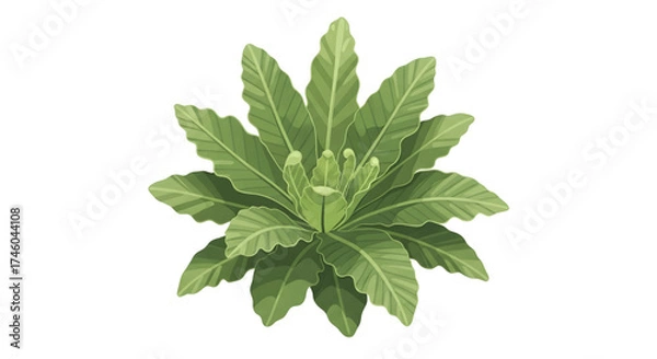Fototapeta Detailed botanical illustration of a lush green houseplant with wavy, ruffled leaves, viewed from above and isolated on a white background