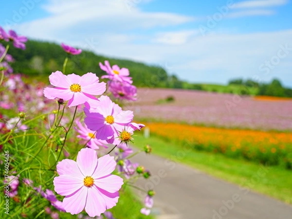 Obraz 北海道の絶景 太陽の丘えんがる公園