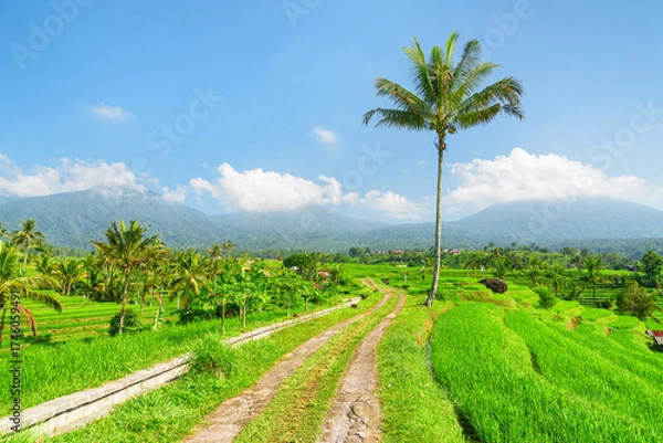 Fototapeta Awesome view of scenic rice terraces in Bali, Indonesia