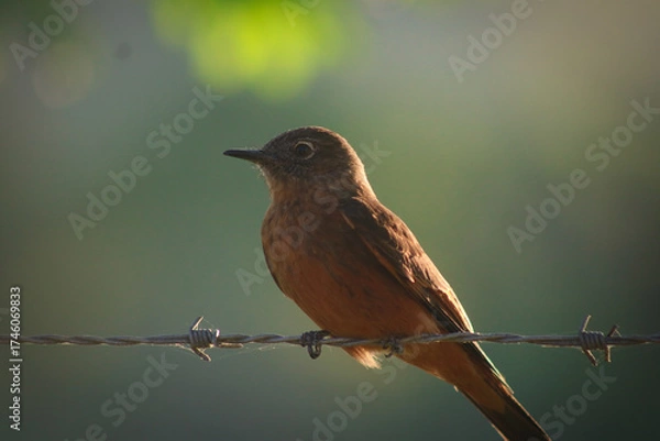 Fototapeta robin on a branch