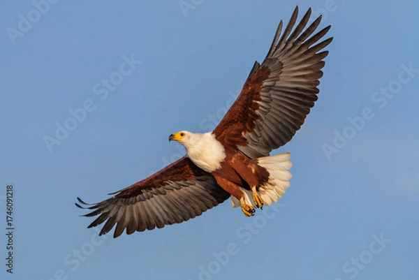 Obraz 8K ultra-realistic photo of eagle soaring in blue sky with wings spread wide, sharp feather details, bright sunlight