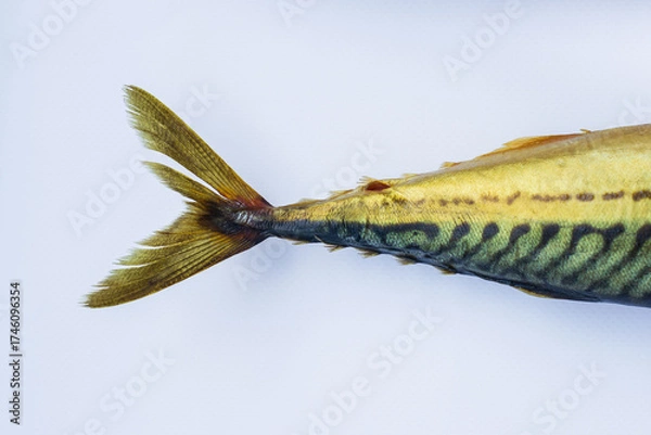 Fototapeta mackerel tail showcases vibrant colors and unique patterns on plain background, highlighting fishs natural beauty. this close-up emphasizes its sleek design.