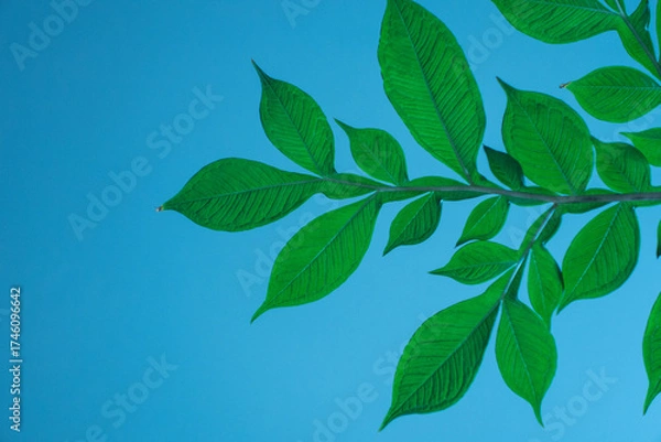 Fototapeta vibrant green leaves are extending upward against abstract clear blue background. sunlight enhances freshness foliage, creating serene atmosphere. close up.