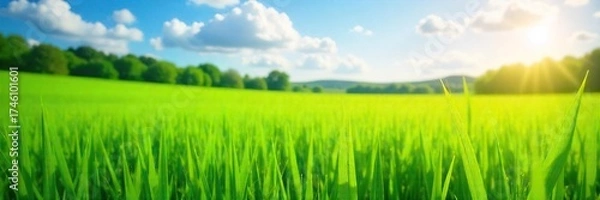 Fototapeta Sunlit Green Field Vibrant Summer Landscape, Perfect for Nature, Spring, and Environmental Projects. High-resolution image ideal for website banners, brochures, and publications.