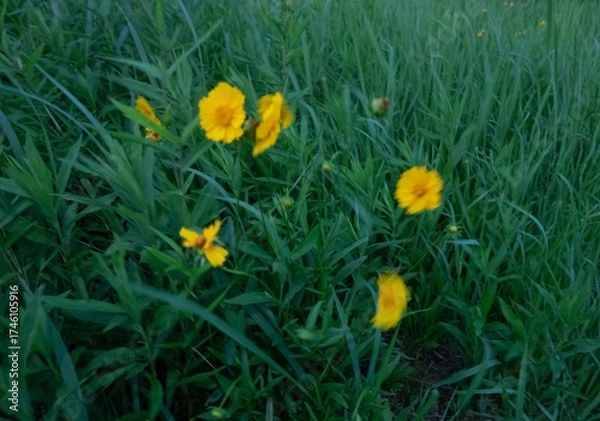 Obraz 風に揺れるキバナコスモス