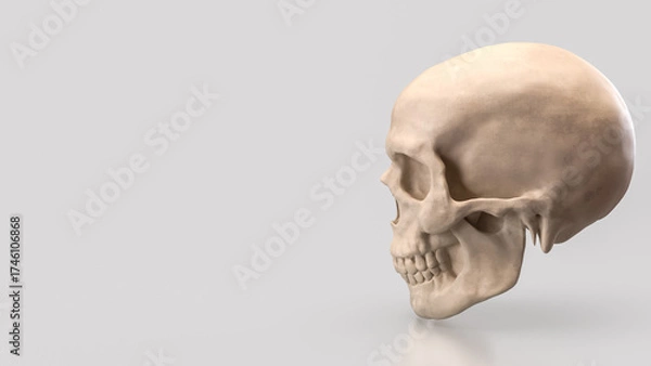 Fototapeta The Skull for Education or Sci concept 3d Rendering.
