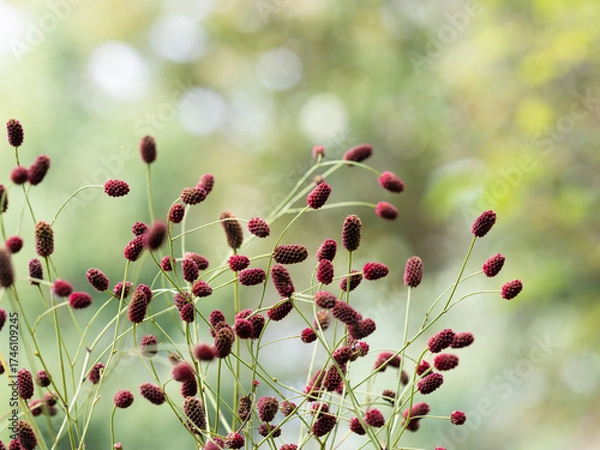Obraz 秋に咲くワレモコウの花
