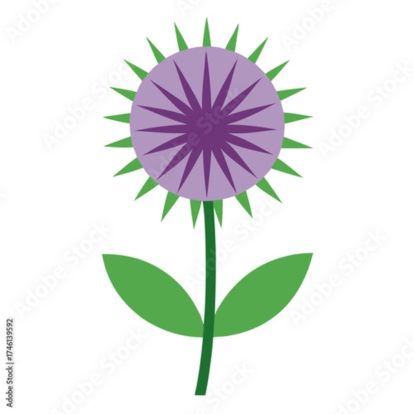 Fototapeta globe thistle flower on white background