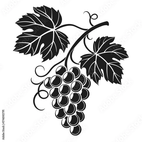 Fototapeta Stylized dark grapes with leaves and tendrils