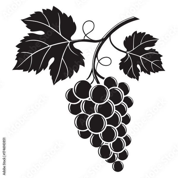 Fototapeta Stylized black and white grapes with leaves on a vine