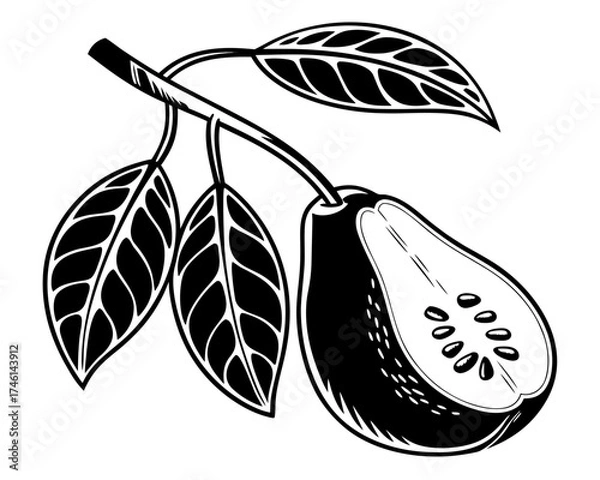 Fototapeta Black and white illustration of a guava fruit on a branch with leaves