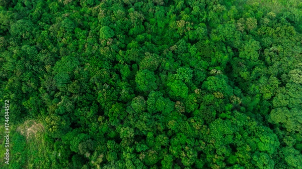 Fototapeta aerial view of dark green forest Abundant natural ecosystems of rainforest. Concept of nature forest preservation and reforestation.	