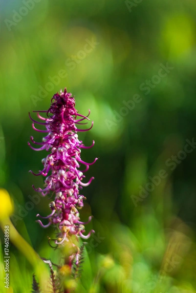 Obraz Purple Alpine Flower