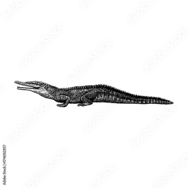 Obraz A detailed black and white illustration of a Phytosaur, an ancient crocodile-like reptile from the Triassic period. The artwork captures the prehistoric creature’s textured scales and elongated snout.