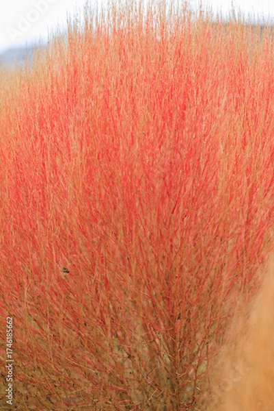 Obraz 赤く色づいたコキア