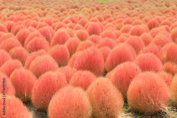 Obraz 赤く色づいたコキア