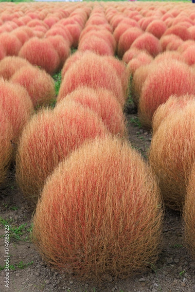 Obraz 赤く色づいたコキア