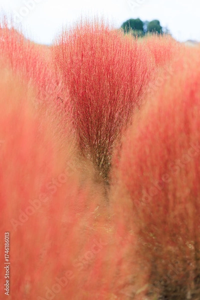 Obraz 赤く色づいたコキア