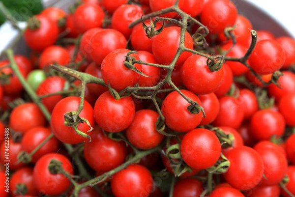 Fototapeta Little red cherry tomatoes nature background.