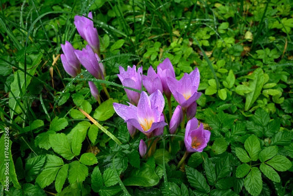 Fototapeta Purple flowers of autumn crocus on the meadow. Colchicum autumnale