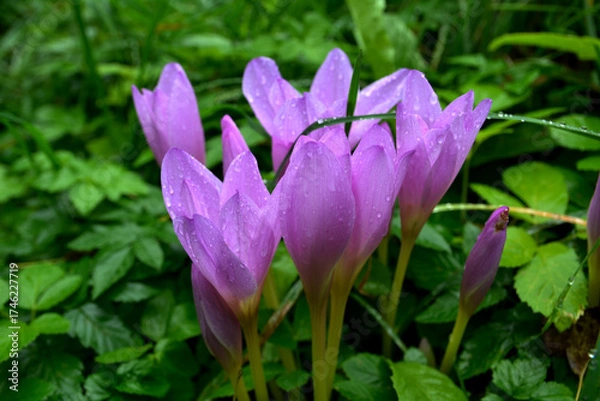 Fototapeta Purple flowers of autumn crocus on the meadow. Colchicum autumnale