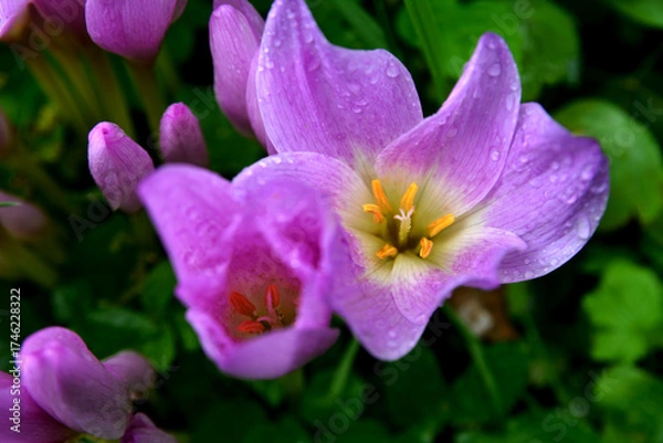 Fototapeta Purple flowers of autumn crocus on the meadow. Colchicum autumnale