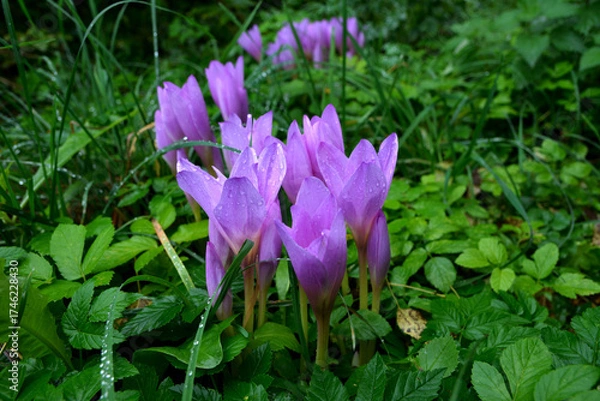 Fototapeta Purple flowers of autumn crocus on the meadow. Colchicum autumnale
