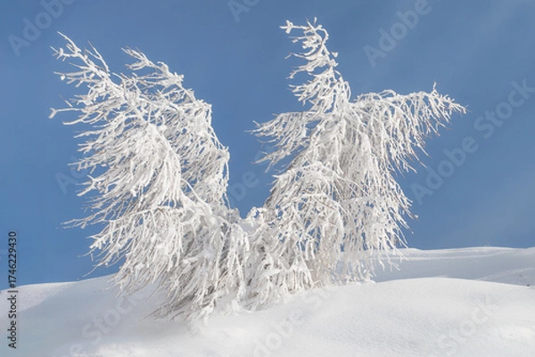 Fototapeta Plant covered in ice
