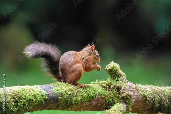 Obraz Eichhörnchen (Sciurus vulgaris), Eichkater, Eichkatze, Eichkätzchen, Hörnchen, Baumfuchs, Eichhalm, Katteker, Eichkatzerl, Baumkobold oder Waldkobold