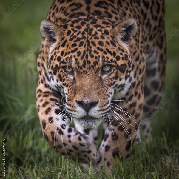 Obraz Approaching Jaguar - 2730