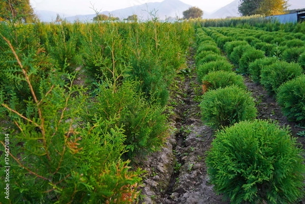 Fototapeta A large nursery of different plants. Gardening and landscape design.