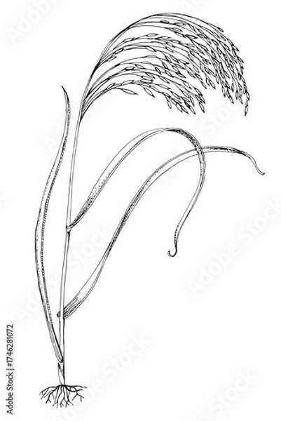 Fototapeta Forage grass for pasture and hay vector set