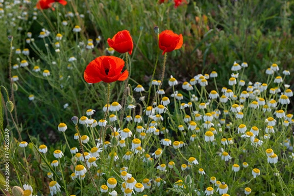 Fototapeta A poppy field at sunset. Bright scarlet poppies and white daisy flowers in close-up. Warm atmospheric summer background. soft focus, blurry movement. The concept of summer, warm evenings. Postcard