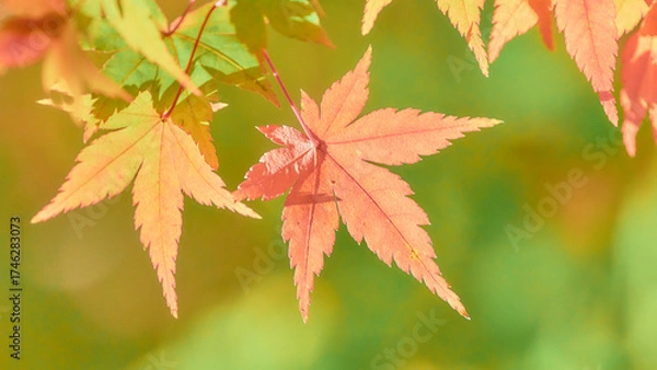 Obraz 鮮やかに色づくもみじの葉紅葉