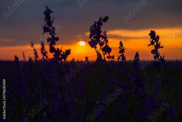 Fototapeta Delphinium sunset field. Beautiful summer purple flowers. Colorful background in the rays of the setting sun. The concept of summer, heat. Wild wildflowers, a poisonous plant. Blurred background, sun