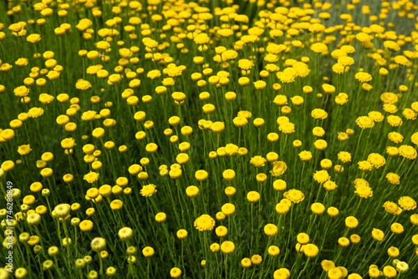 Fototapeta A shrub with yellow Santolina flowers. Close-up of the flowers in the flower bed bloomed. Bright floral natural background for the design. The concept of a summer mood. Decorative garden flowers