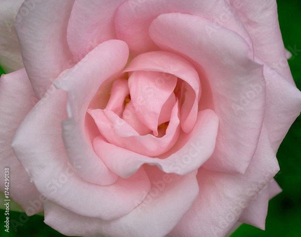 Obraz Pink tender rose close up macro