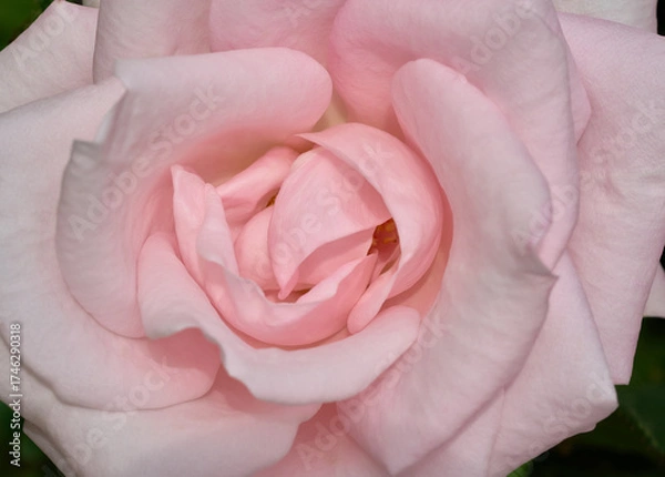 Obraz Pink tender rose close up macro