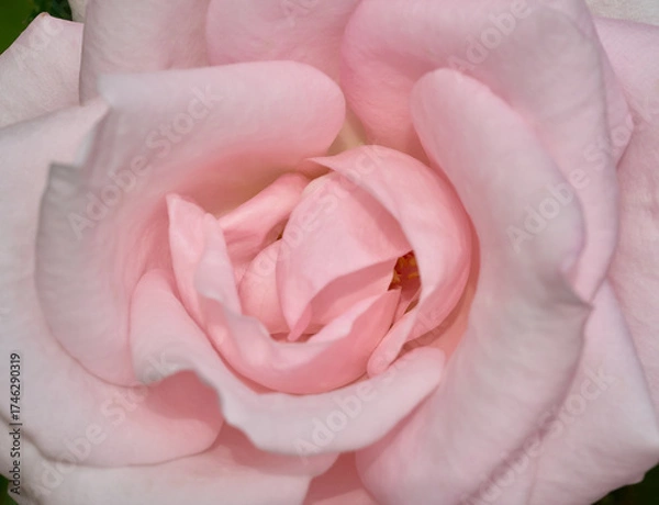 Obraz Pink tender rose close up macro