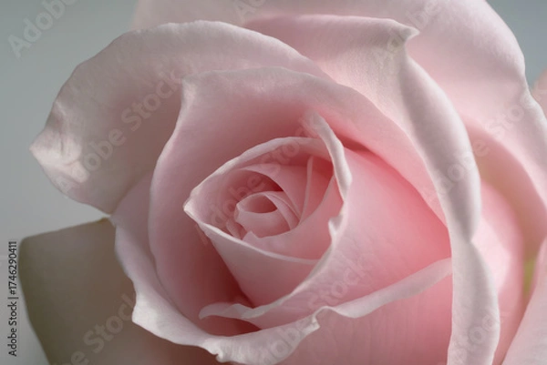 Obraz Pink tender rose close up macro
